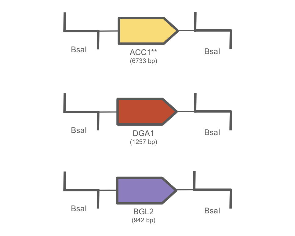 Level 0 parts: ACC1**, DGA1, and BGL2 flanked by BsaI sites